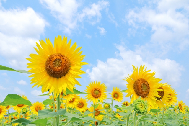 夏期休暇のお知らせpage-visual 夏期休暇のお知らせビジュアル